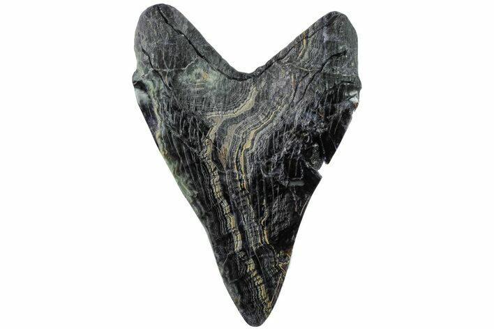 Realistic, 7.4" Carved Fluorite Megalodon Tooth - Replica